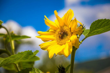 Hacklbauer - Altenmarkt - Salzburger-Land - Bauernhof - Blume - 4