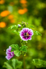 Hacklbauer - Altenmarkt - Salzburger Land - Bauernhof - Blume