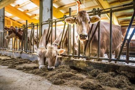 Grünlandbetrieb & Milchviehhaltung – Landwirtschaft am Hacklbauer in Altenmarkt, Salzburger Land
