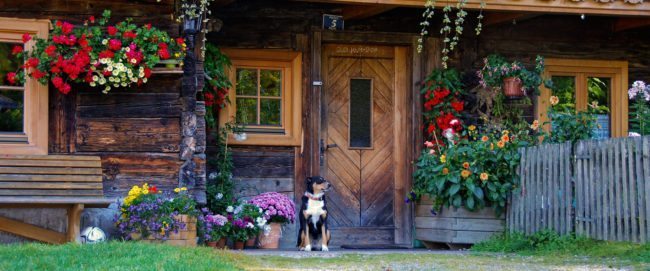 Beitragsbild Online buchen – Grünlandbetrieb & Milchviehhaltung – Landwirtschaft am Hacklbauer in Altenmarkt, Salzburger Land