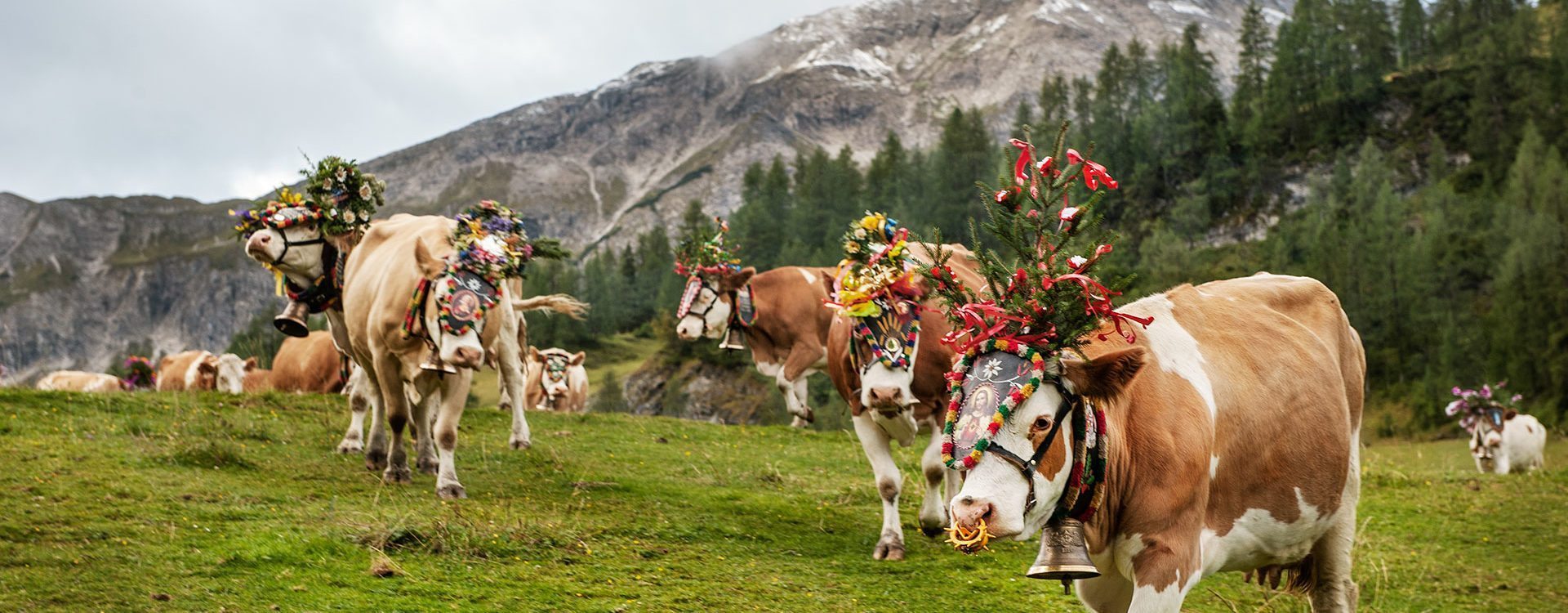 Beitragsbild Therme Amade – Grünlandbetrieb & Milchviehhaltung – Landwirtschaft am Hacklbauer in Altenmarkt, Salzburger Land