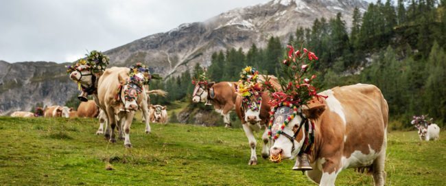 Beitragsbild Therme Amade – Grünlandbetrieb & Milchviehhaltung – Landwirtschaft am Hacklbauer in Altenmarkt, Salzburger Land