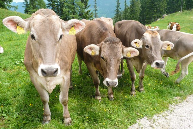 Grünlandbetrieb & Milchviehhaltung – Landwirtschaft am Hacklbauer in Altenmarkt, Salzburger Land