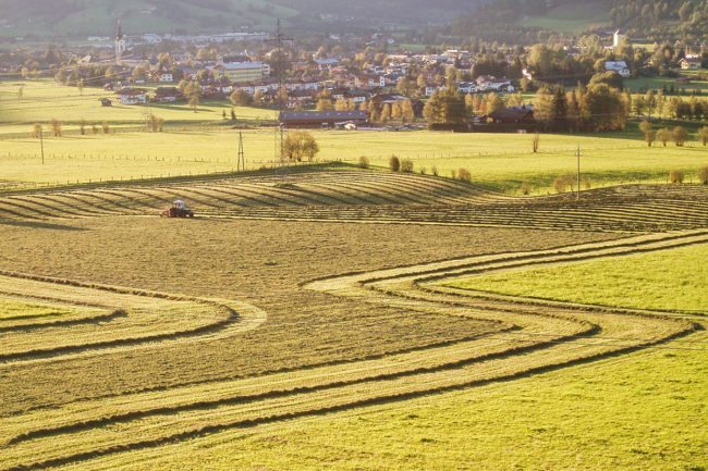 Grünlandbetrieb & Milchviehhaltung – Landwirtschaft am Hacklbauer in Altenmarkt, Salzburger Land