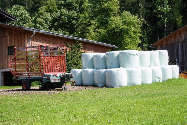 Grünlandbetrieb & Milchviehhaltung – Landwirtschaft am Hacklbauer in Altenmarkt, Salzburger Land