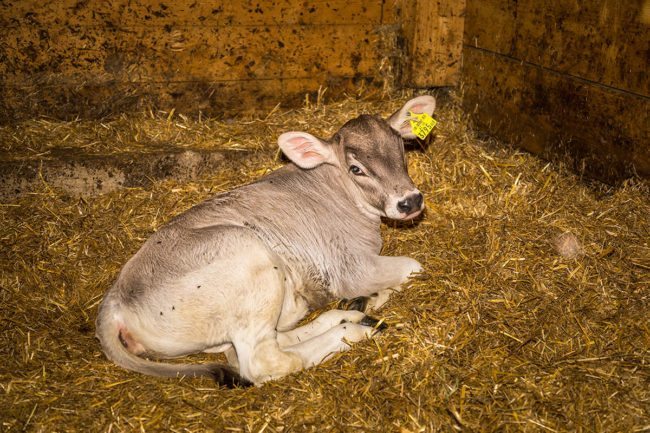 Grünlandbetrieb & Milchviehhaltung – Landwirtschaft am Hacklbauer in Altenmarkt, Salzburger Land